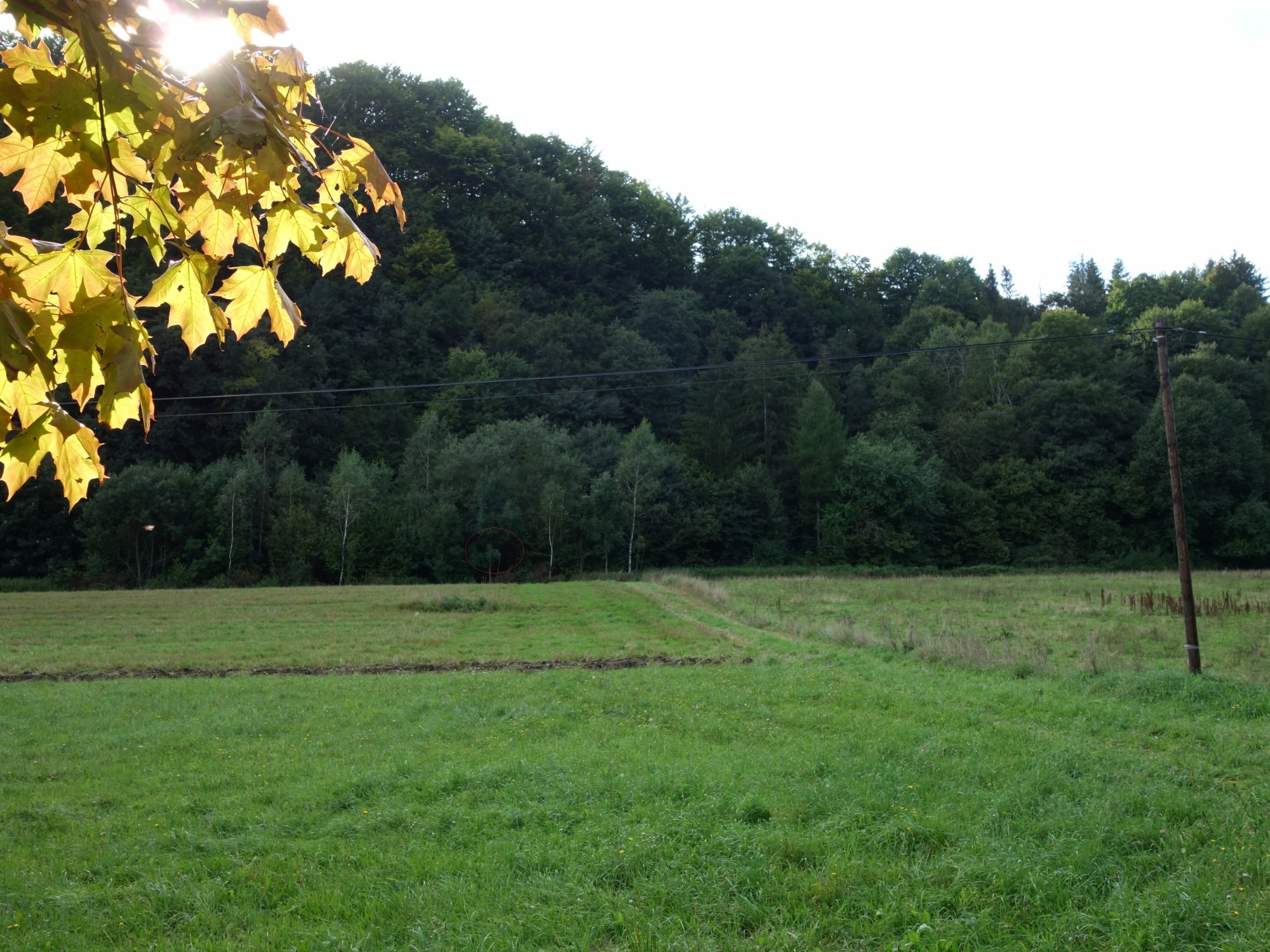 Widok na łąkę i stok w którym znajduje się Sztolnia II. Czerwonym delikatnym kółkiem zaznaczono zasypany wylot.